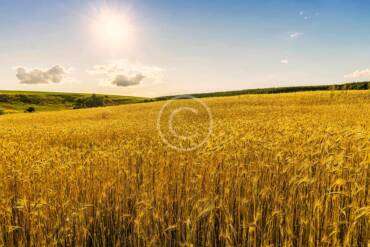 Food Traceability: The Story Behind the Food You Eat